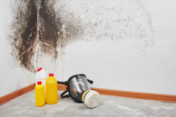 Best Mold Removal Near Me  in Lomira, WI