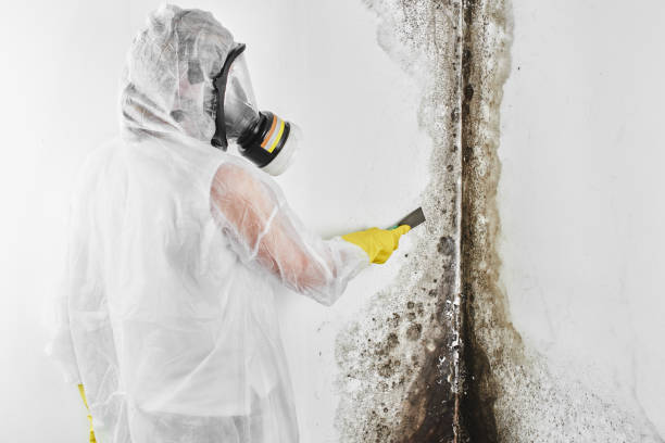 Crawl Space Mold Removal in Lomira, WI