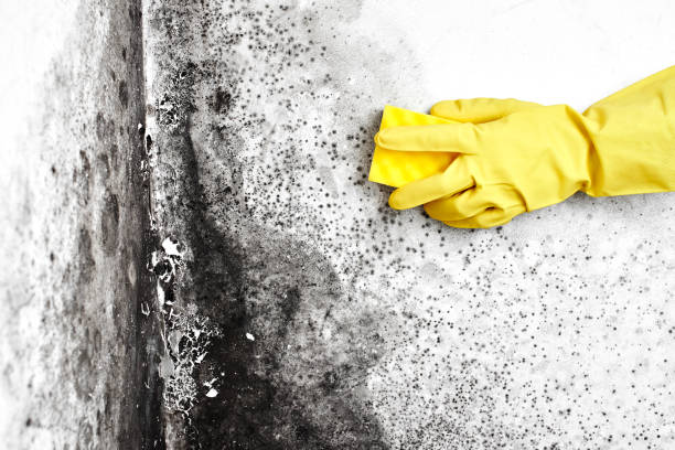 Best Certified Mold Removal  in Lomira, WI