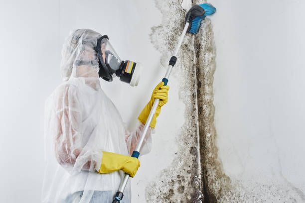 Attic Mold Removal in Lomira, WI