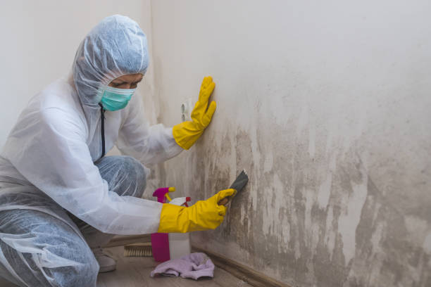 Best Mold Removal and Inspection  in Lomira, WI