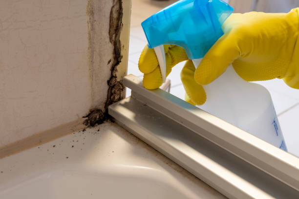 Best Mold Testing and Removal  in Lomira, WI