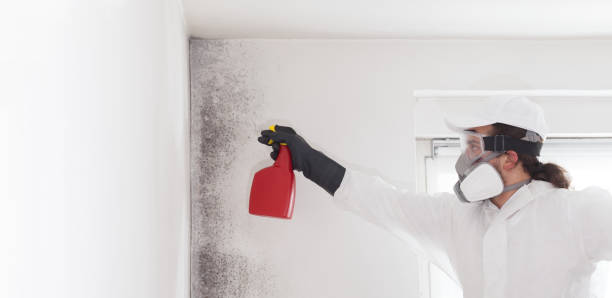 Best Mold Removal Company Near Me  in Lomira, WI