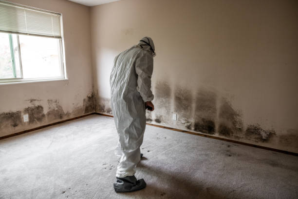 Best Affordable Mold Removal  in Lomira, WI