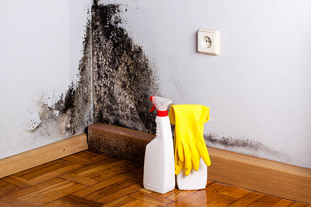 Best Certified Mold Removal  in Lomira, WI