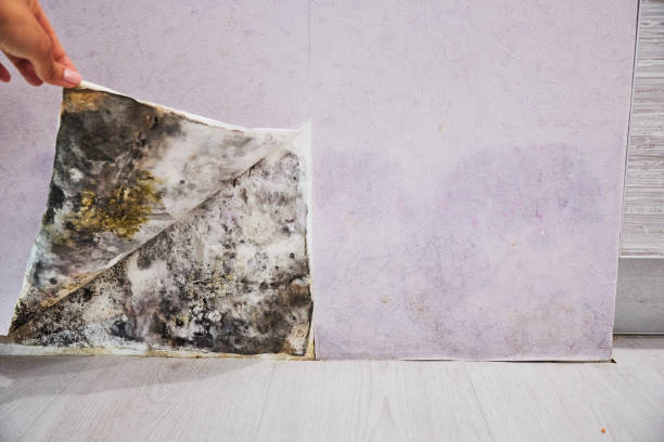 Best Mold Testing  in Lomira, WI